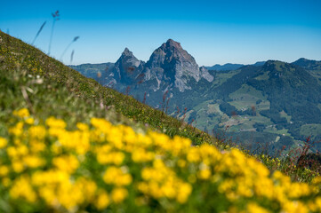 Fototapeta na wymiar Aussicht auf den Grosse Mythen in der Zentralschweiz im Sommer mit Wildblumen