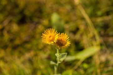 yellow dandelion flower