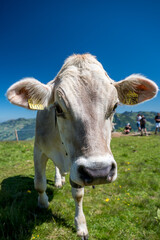 Nahaufnahme von Rind auf Schweizer Alpwiese in der Zentralschweiz