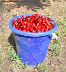 Fresh red ripe cherry in a blue bucket.