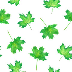 Maple green leaves, hand painted watercolor illustration seamless pattern design on white