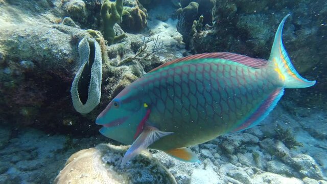 4k Close-Up Underwater Shot Of Stoplight Parrotfish Eating Corals On Clear Water At Caribbean Sea During Summer.
