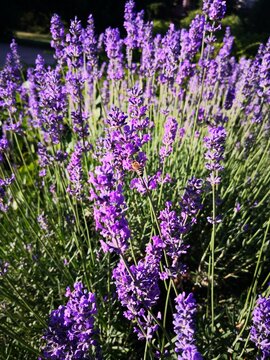 Lavender Flowers with a Bee