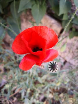 Red Poppy in the Field