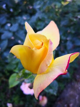 Yellow Rose in the Garden