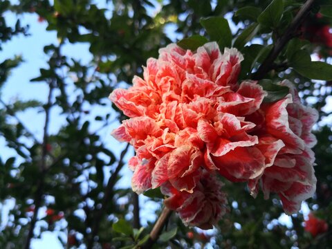 Beautiful Red Flower on a Tree