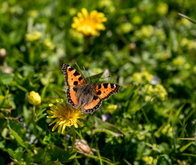 Oranger Schmetterling in Alpwiese
