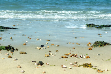 waves on the shore with seaweed, shells and pebbles on the beach
