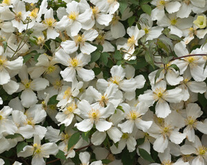 White spring-flowering Clematis in full bloom. Botanical name Clematis Montana Alba