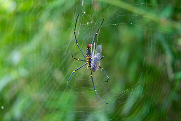 Wild Spider finishing its prey