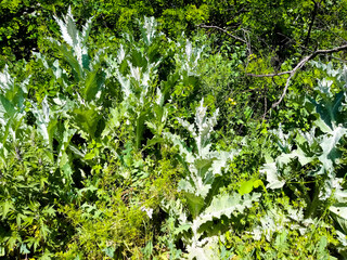 green leaves background