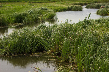 swampy terrain in the field. a lake in the middle of a field.
