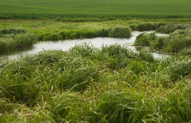 swampy terrain in the field. a lake in the middle of a field.
