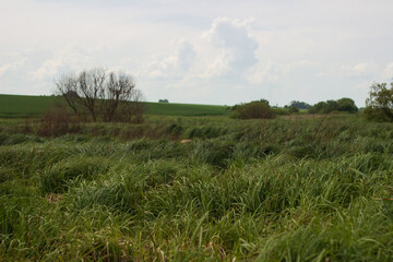 swampy terrain in the field. a lake in the middle of a field.
