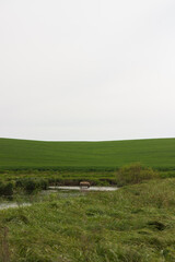 Fototapeta premium swampy terrain in the field. a lake in the middle of a field. 