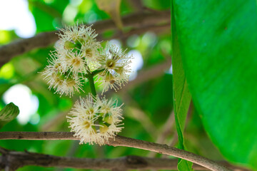 java plum or jamun jambul flower closed up view