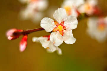 Naklejka na ściany i meble Cherry blossom felt Latin: Prunus tomentosa. Warm shade. Spring blooming in the garden