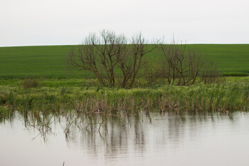 swampy terrain in the field. a lake in the middle of a field.
