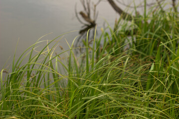 Obraz premium swampy terrain in the field. a lake in the middle of a field. 