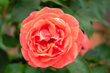 Beautiful Delicate Fresh Rose Close-up