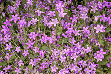 Cluster of violet colored small flowers on a Campanula Portenschlagiana plant.