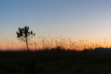 silhouette of  grass field with a tree during dusk