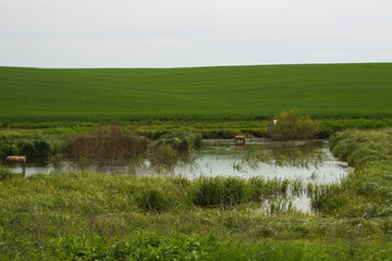 swampy terrain in the field. a lake in the middle of a field.
