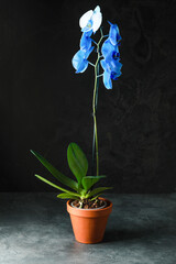Beautiful orchid plant on dark background