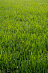 Green paddy field  during the morning.