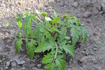Juicy green seedlings of young tomatoes growing in open field, tomato care. Agriculture.