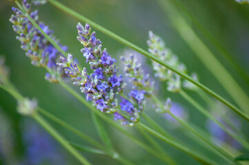 blue blossoms of lavender in the field close up macro