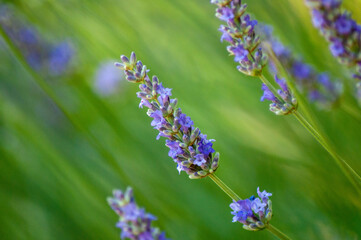 blue blossoms of lavender in the field close up macro