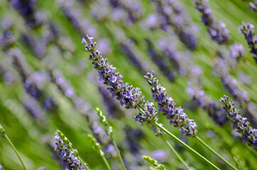 blue blossoms of lavender in the field close up macro