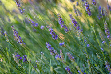 blue blossoms of lavender in the field close up macro