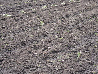 field of potatoes
