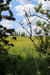 landscape with trees, sky and a single red poppy in England 