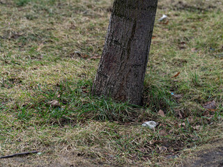 Aspen tree grows in the park