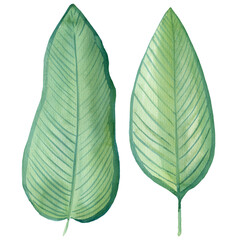 Obraz premium Watercolor sketch, tropical leaves on a white background, boho illustration