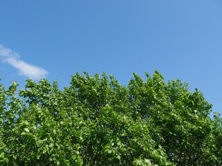 green leaves against blue sky