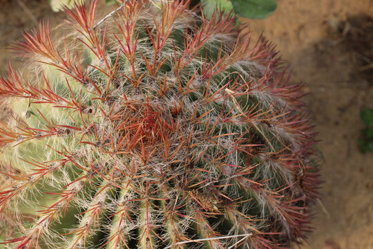 Clumps of cacti Copiapoa De Carrizal Copiapoa dealbata in the Atacama Desert. Parque Nacional Llanos de Challe, near Vallenar in northern Chile.
