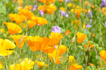 summer flowers Eschscholzia californica poppy in front of flower field in the nature