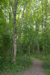 path in the forest