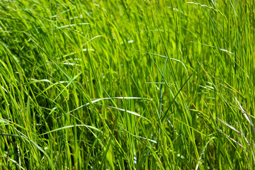 Fototapeta premium green grass background