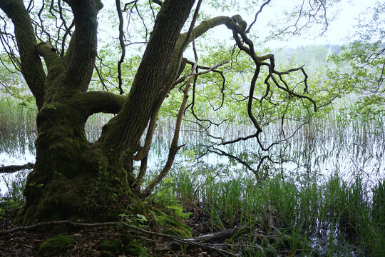 Moss grown alder trees landscape                        in conservation area Feldberger Seenlandschaft.     