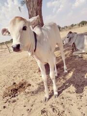 Obraz premium cow on the beach