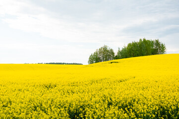 field with yellow rape and blue sky