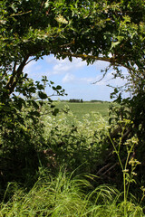 Trees in the country creating a beautiful natural border to a farming field, taken in Yorkshire England 