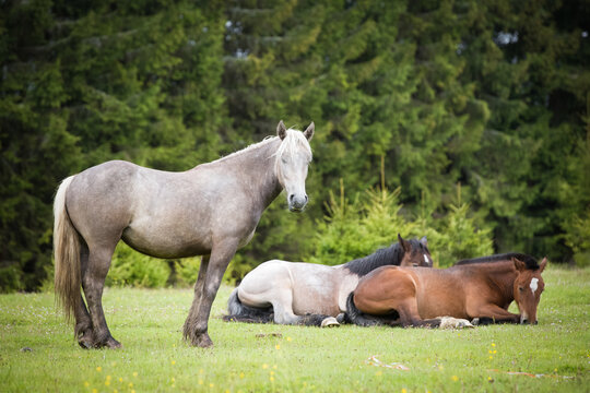 Wild horses free in the forest