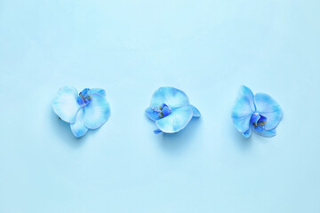 Beautiful orchid flowers on color background