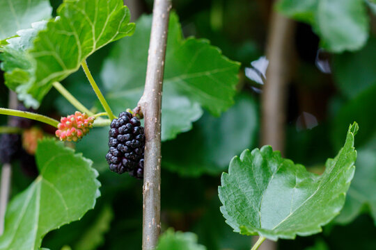 Mulberry Tree With Fruits Close Up